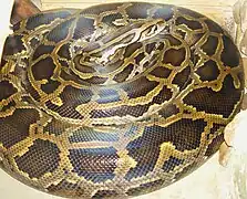 Dunkler TigerpythonPython molurus bivittatus
