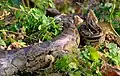 Heller Tigerpython (Python molurus)