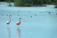 Nationalpark Ciénaga de Zapata