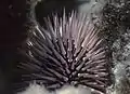 Riffdach-Bohrseeigel (Echinometra mathaei)