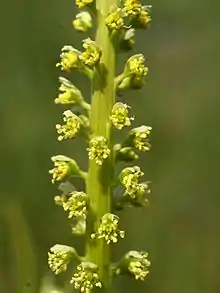 Ausschnitt eines Blütenstandes des Färber-Wau (Reseda luteola)