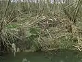 Ein Biberbau bei Übersbach