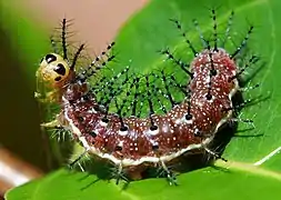 Raupe