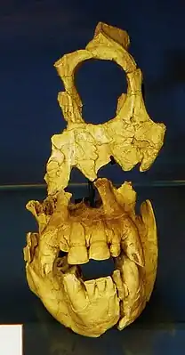 Schädelfragment des Affen Sivapithecus indicus