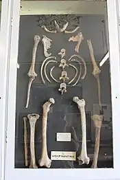 Skelett der "Witch of Wookey Hole" im Mendip Museum