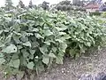 Yacónfeld