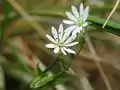 Blüte