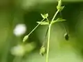Stellaria neglecta(Fruchtstand)