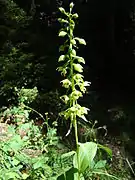 Breitblättrige Stendelwurz bei Müden (Örtze)