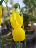 Blüte von Narcissus lusitanicus