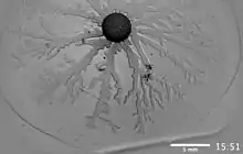 Schwarm von B. subtilis auf Agar