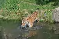 Tiger im Freigelände