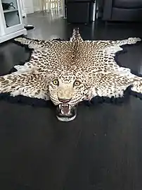 Indischer Leopard  (2017)