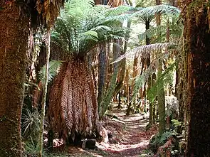 Dicksonia squarrosa als Baumfarn-Unterwuchs im Whirinaki Te Pua-a-Tāne Conservation Park