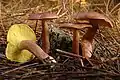 Purpurfilziger oder Rötlicher HolzritterlingTricholomopsis rutilans