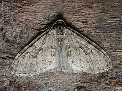 hellgraue Form