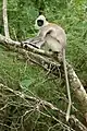 Südlicher Hanuman-Langur (Semnopithecus priam)