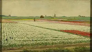 Tulpenvelden