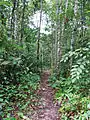 Fundort: Selangor State Park