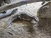 Steppenwaran (Varanus exanthematicus)