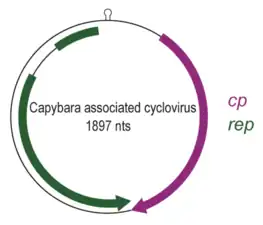 Genom des „Capybara associated cyclovirus“, Kandidat in der Fam. Circoviridae: Zykl. ssDNA mit stem loop