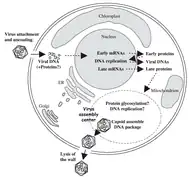 Vorgeschlagener Replikationszyklus von PBCV-1.