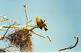 Männchen beim Nestbau