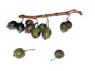 Frucht der Weiki