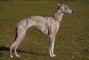 Whippet (Hunderasse)