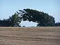 „Windharfe“ bei Albersdorf in Dithmarschen
