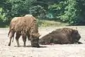 Wisent,Wildtier des Jahres