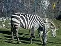 Steppenzebras