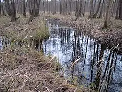Einmündung des Abfluss des Bohnenländer Sees