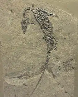 Ein Serpianosaurus und ein Saurichthys