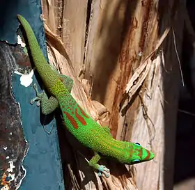 Image 12Gold dust day geckoPhoto: Thierry CaroThe Gold dust day gecko (Phelsuma laticauda) is a diurnal species of day gecko native to Madagascar and the Comoros, although it has been introduced to Hawaii and other Pacific islands. It grows to about 15–22 cm (6–9 in) in length and is bright green or yellowish green with rufous bars on the snout and head, and red bars on the lower back.More selected pictures