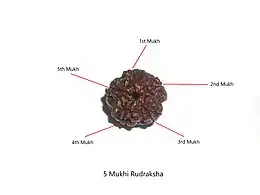 Panch-mukhi rudraksha