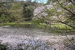 Pond