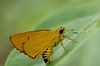 Ventral view